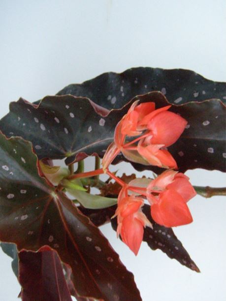 B. ‘Princess Ann’